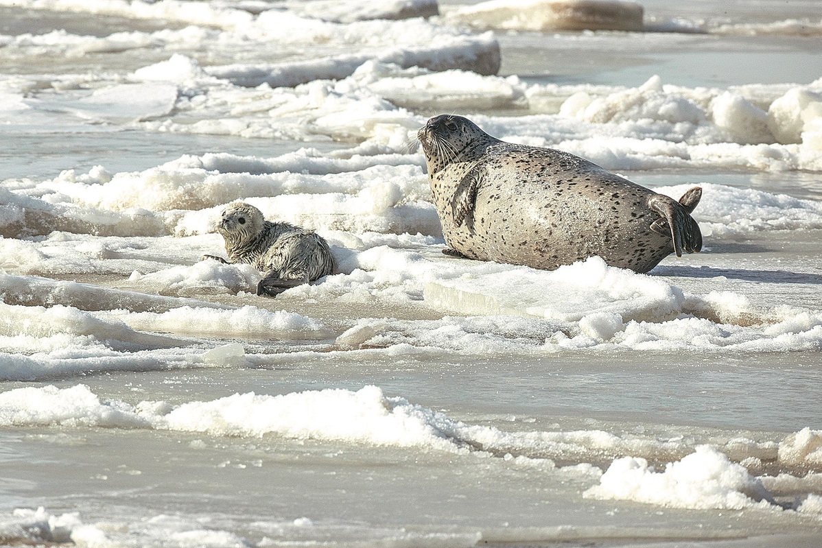 Protected status ensures seals are safe in Dalian