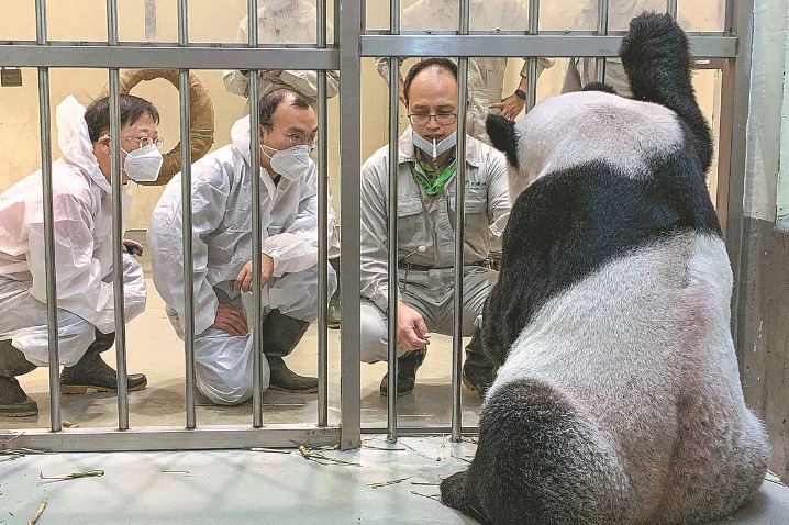 Panda gifted by Chinese mainland dies in Taiwan - Chinadaily.com.cn