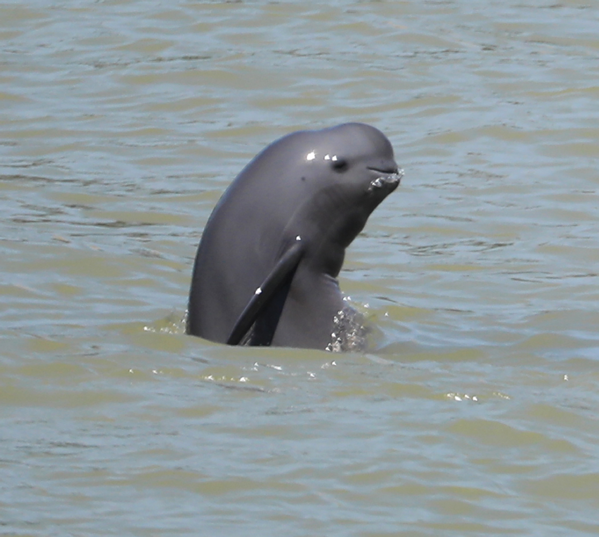 Finless porpoise population in Yangtze's Jiangsu section near 100: survey