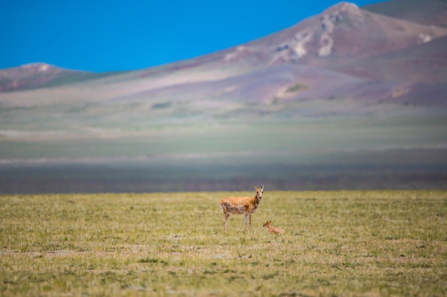 Protection efforts make Tibet a paradise for wildlife, human