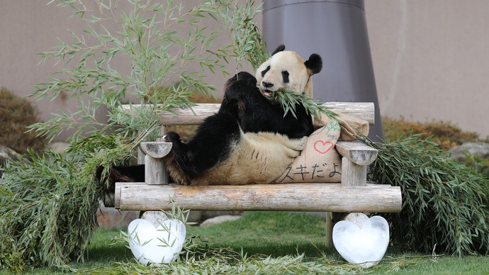 Giant panda Eimei appointed Sino-Japan friendship envoy - Chinadaily.com.cn