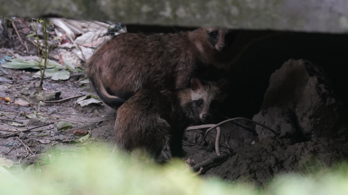 Raccoon dogs thriving in Shanghai communities 