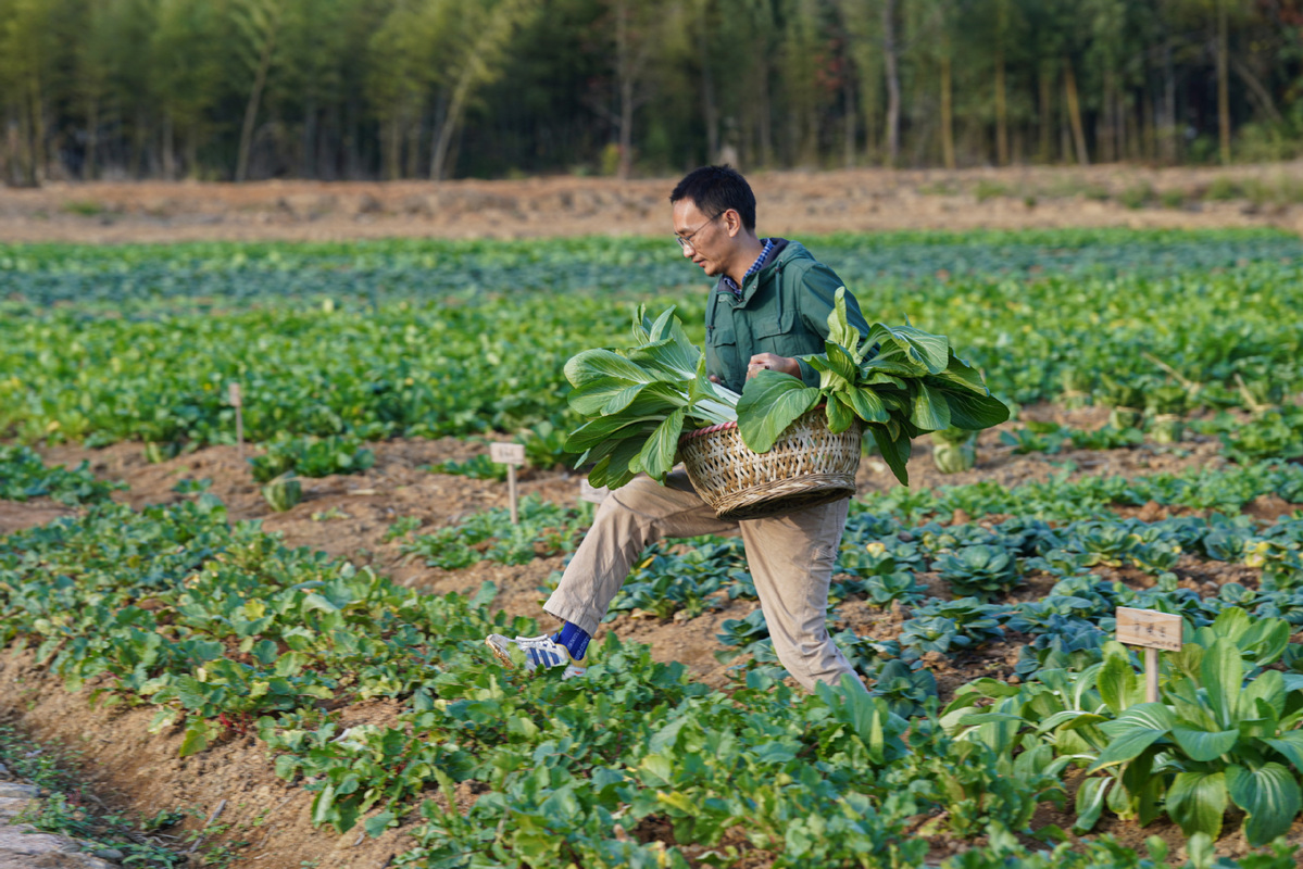 New farmer boosts rural development with 'mystery veg box' - Chinadaily ...