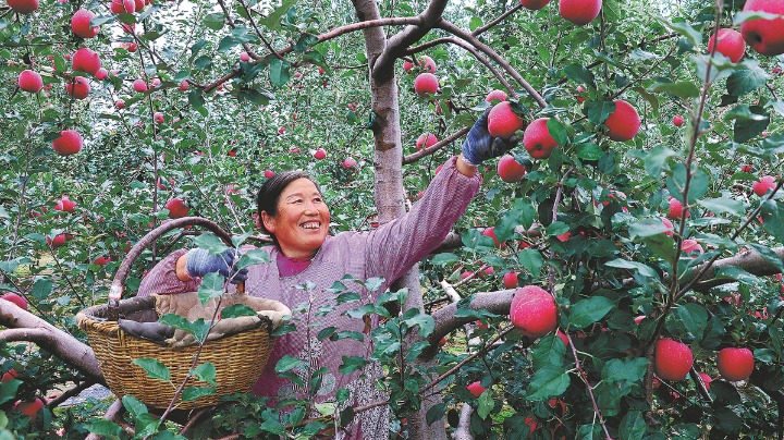 Apples help ripen Gansu, Indonesia ties - Vimarsana News