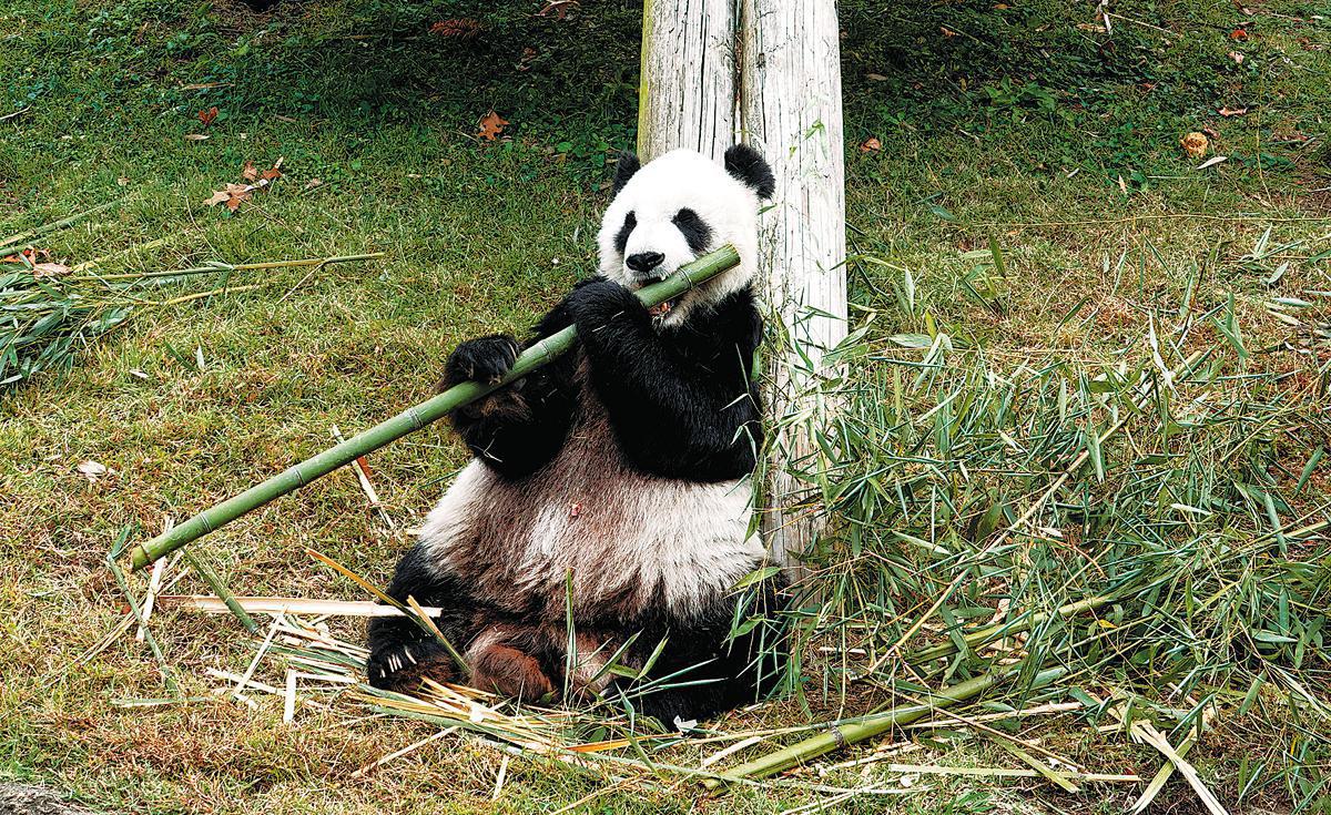 Memphis Zoo's giant panda Le Le dies at 25 - World - Chinadaily.com.cn