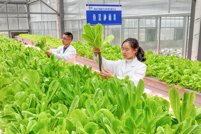 Aquaponics boosts ecology, economy in Zhejiang - Chinadaily.com.cn