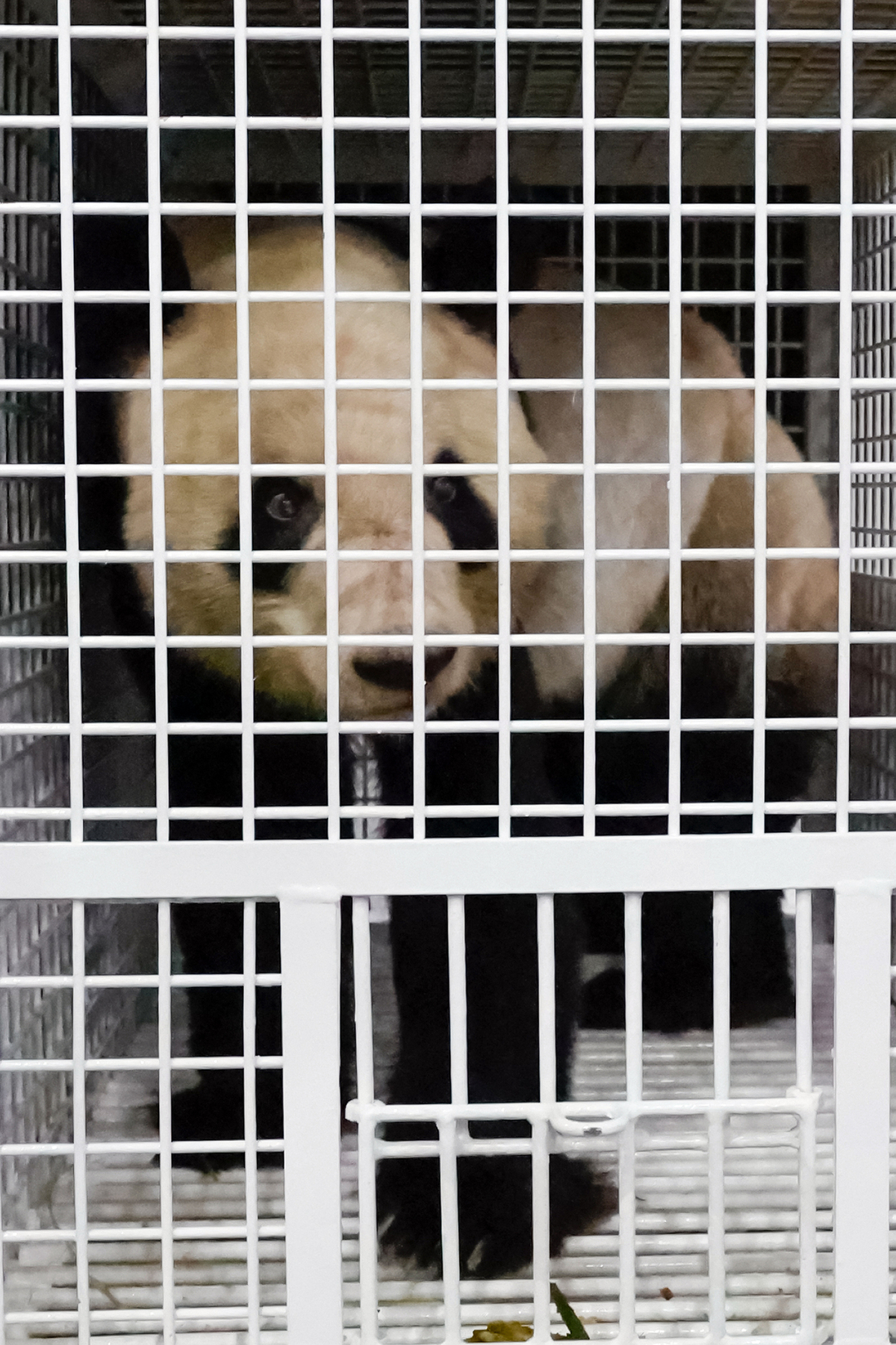 Prolific panda Eimei flies back to China after 28 years in Japan 