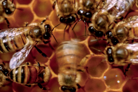 Исследование: медоносные пчелы используют социальные сигналы, чтобы улучшить свой виляющий танец