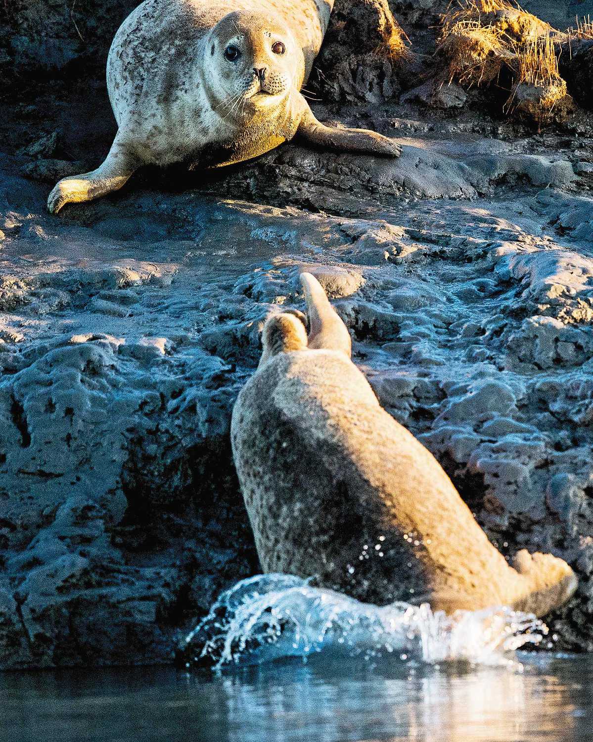 Restored wetlands attract spotted seals