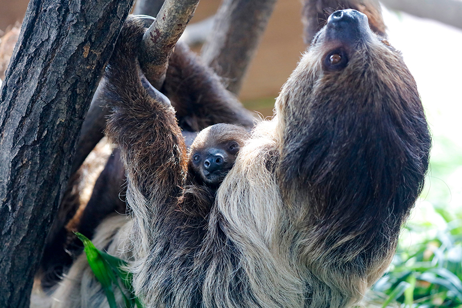 Baby sloth in Chongqing meets the public