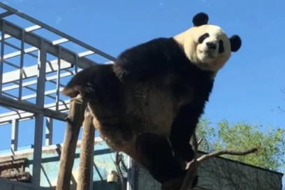 Naughty Beijing Zoo giant panda again goes viral - Chinadaily.com.cn