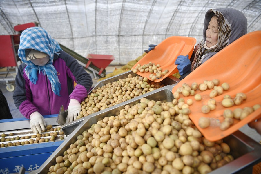 Chinese scientists achieve new breakthrough in hybrid potato breeding