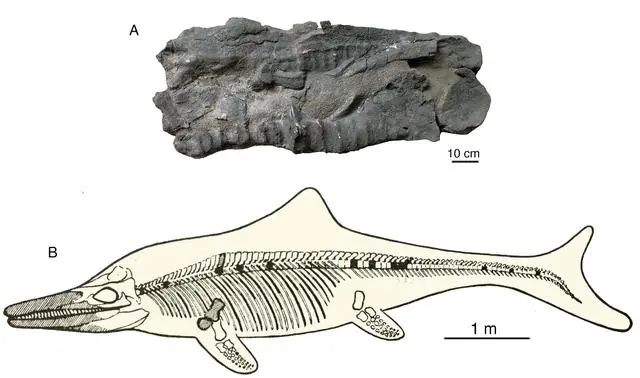 Prehistoric 'sea monster' fossils dug up in Himalayas