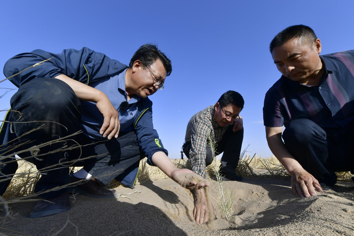 Green efforts transform once barren land into oasis - Chinadaily.com.cn