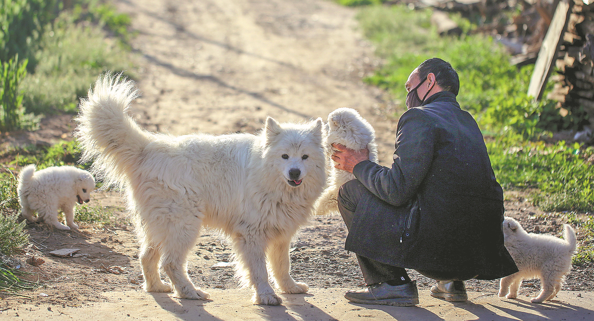 Team trains pets for animal