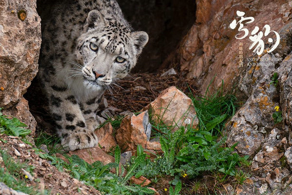 Documentary Focuses On Elusive Snow Leopards Cn