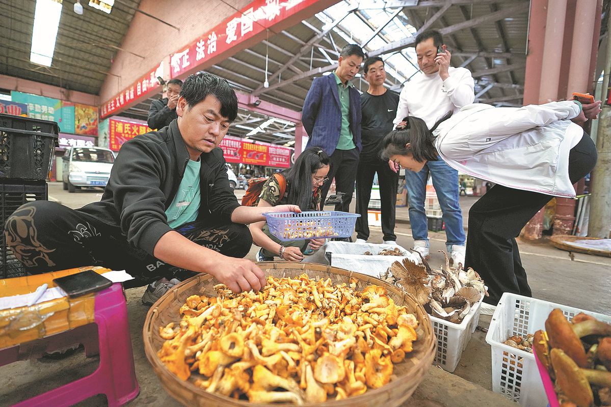 Yunnan's wild fungi win fans, produce profits