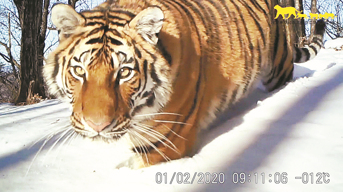 Amur tiger coming in from the cold 