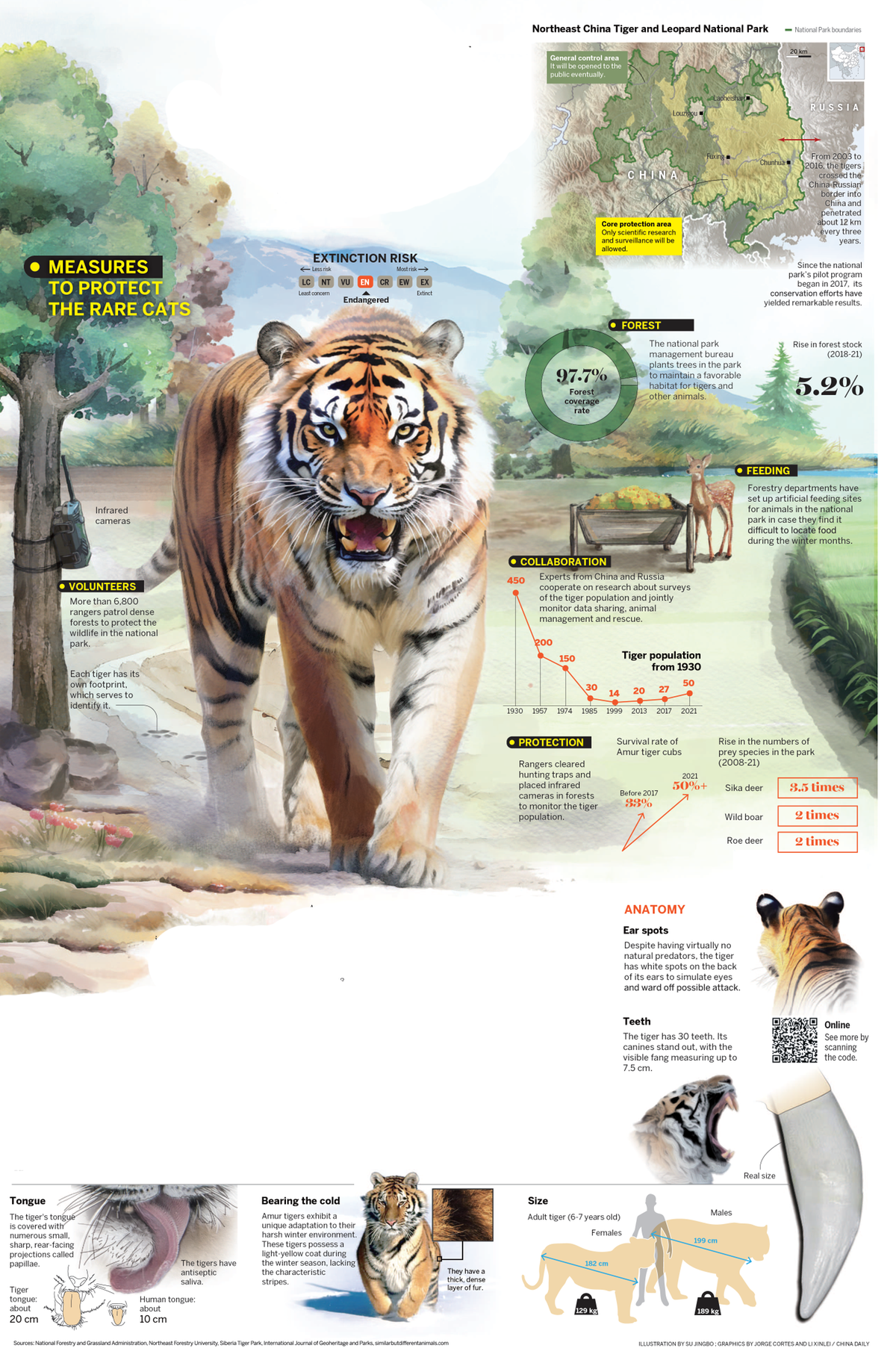 My destiny with Amur Tigers - Chinadaily.com.cn