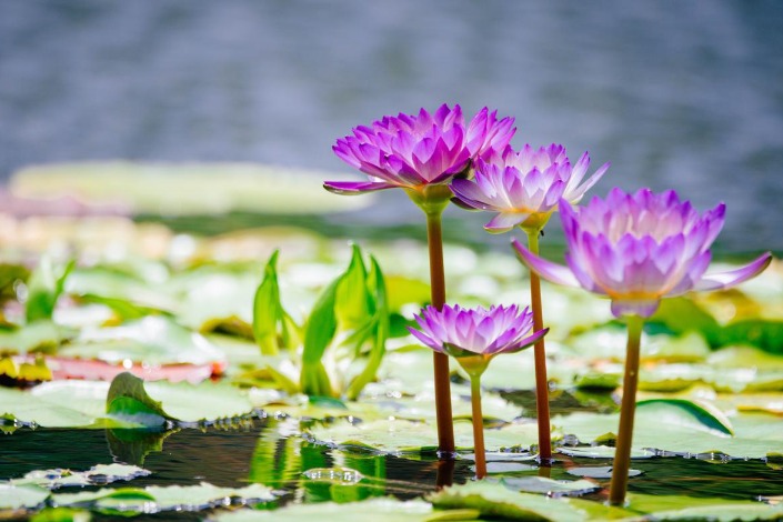 Giant lily pads carry weight of delighted visitors 