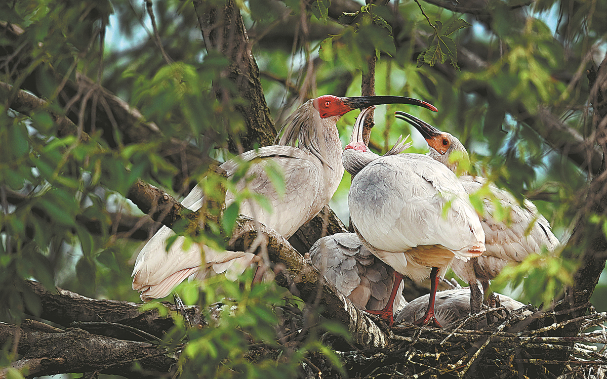 China's 1st forest biodiversity insurance launched