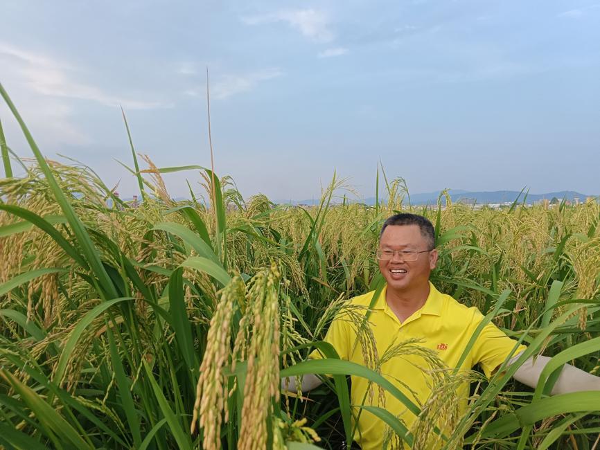 Giant rice farming trial yields results for Liantang village ...
