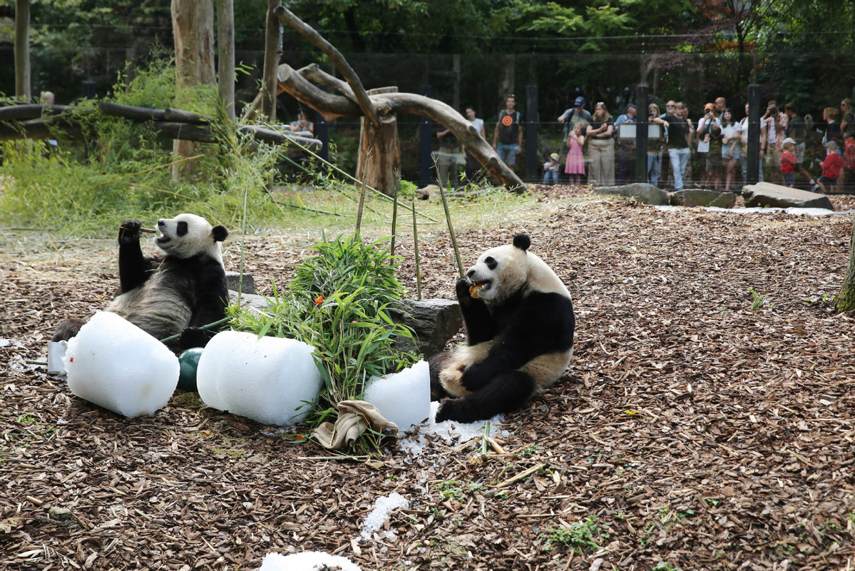 Kebun Binatang Belgia Dapat Surat Xi Jinping di HUT Panda-Image-2