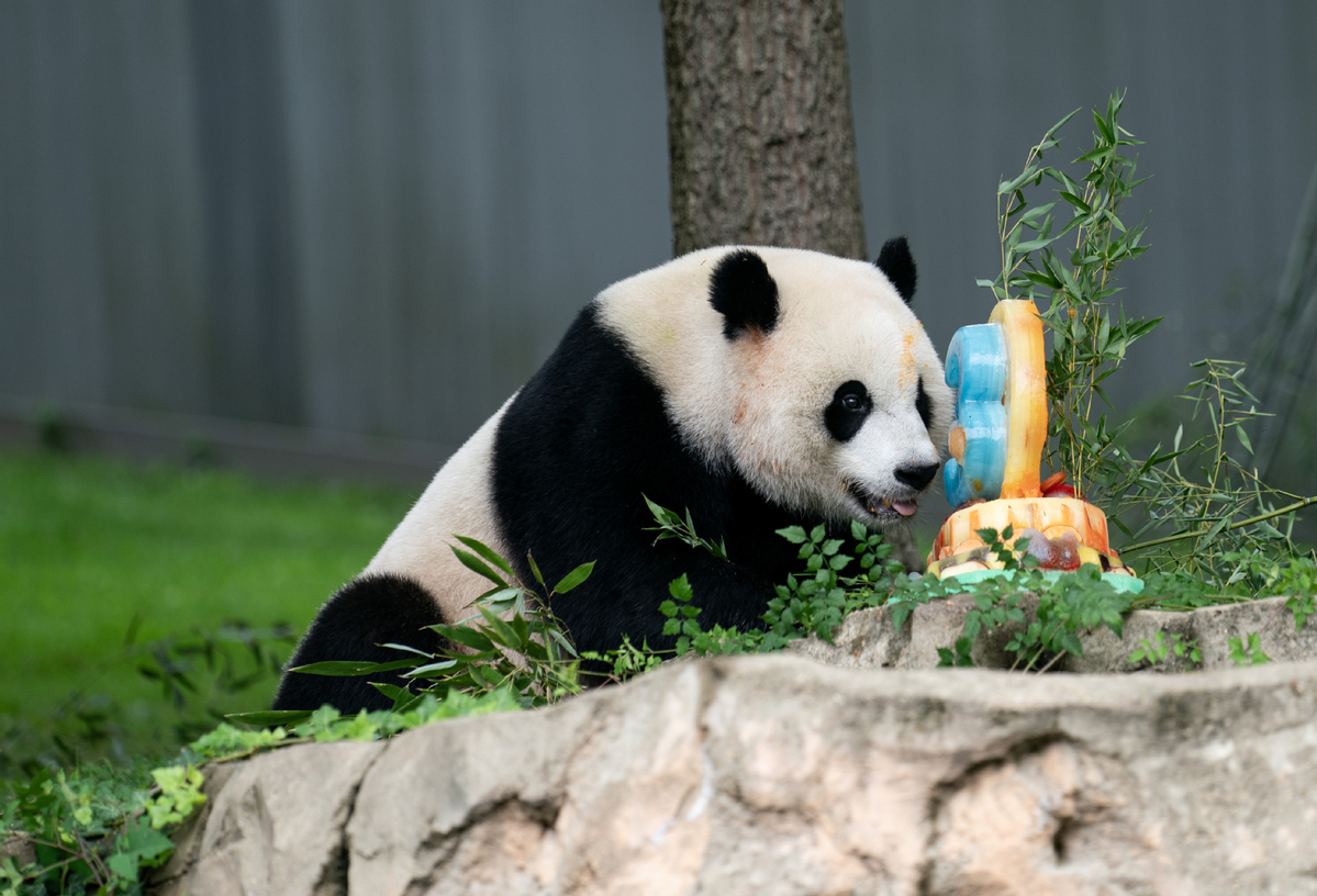 bittersweetall3giantpandastoleavedc