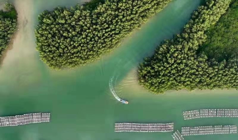 Mangrove forests show significant growth