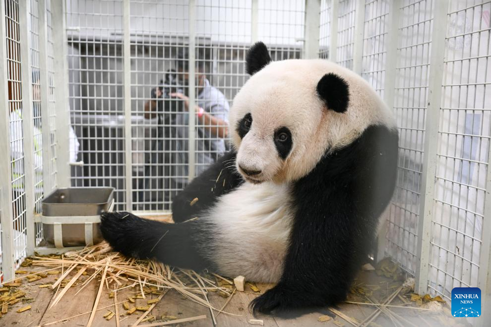 giant panda cubs