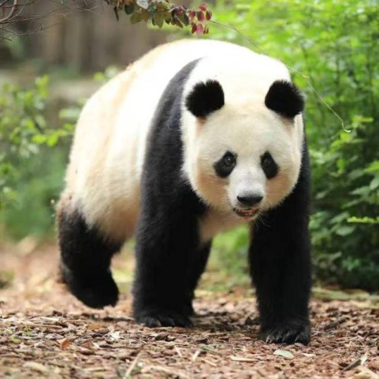 Popular elderly panda dies at Chengdu base - Chinadaily.com.cn