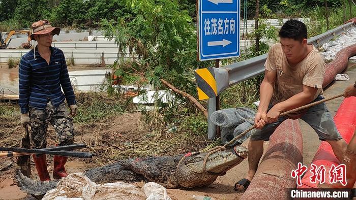 Escaped crocodiles captured in Guangdong