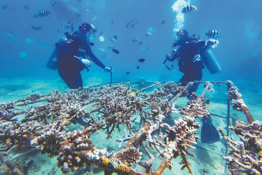 Coral reefs helping nation meet carbon goals