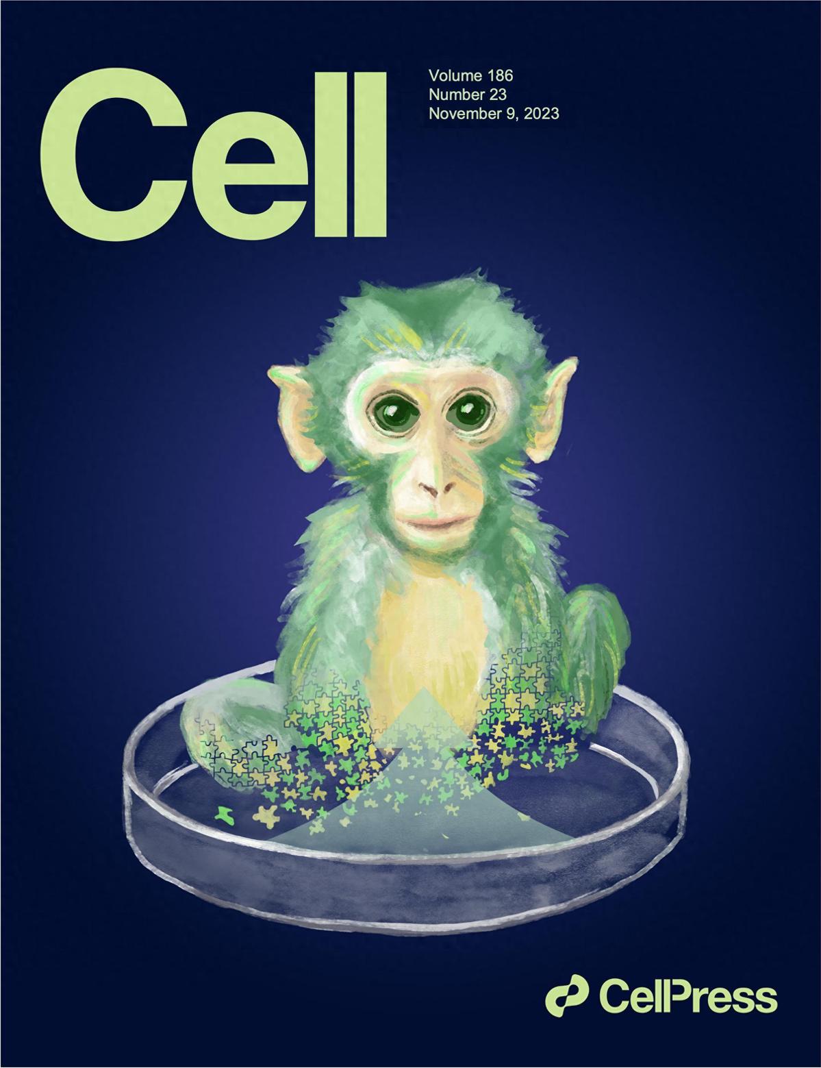 Científicos chinos registran el primer nacimiento vivo de un mono quimera