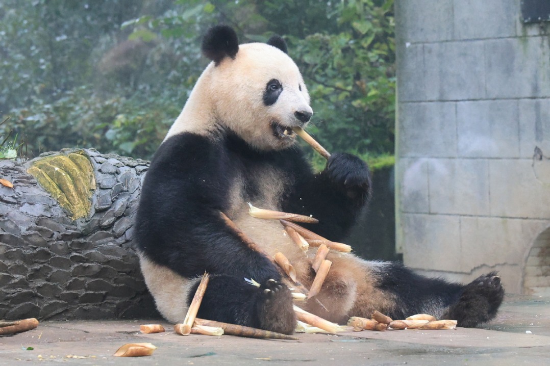 watchitagaingiantpandaslovesunbathing