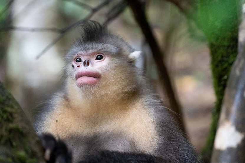 Yunnan snub-nosed monkeys thrive in high mountains - Chinadaily.com.cn