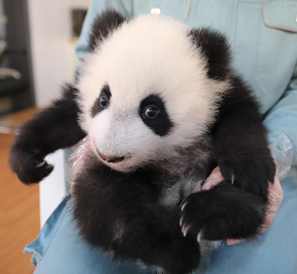 Qinling Giant Panda Research Center welcomes seven adorable cubs in