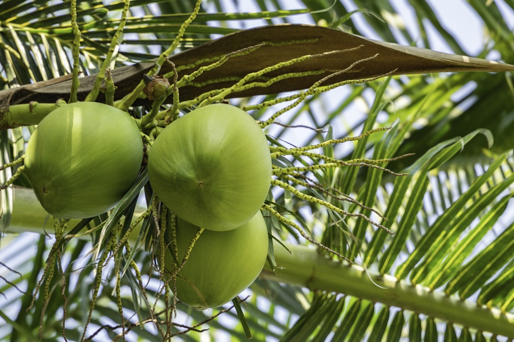 Experts discuss development potential of coconuts in Hainan ...