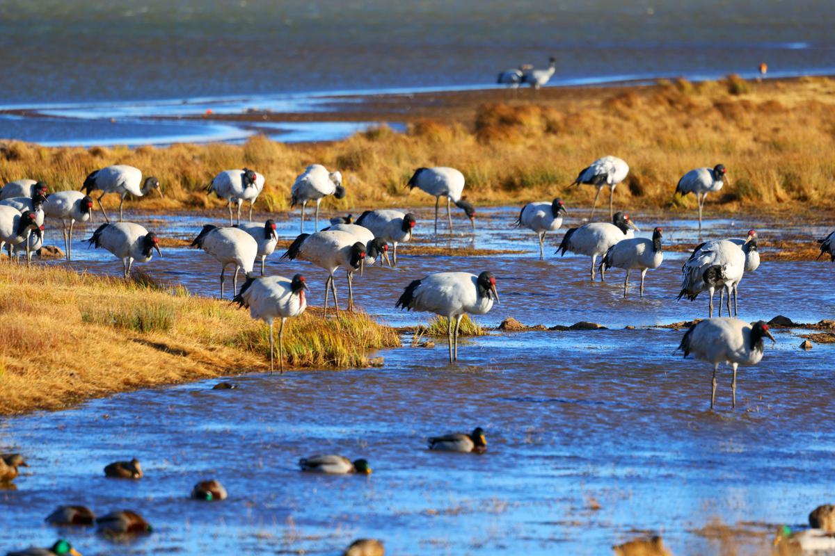 Black-necked crane conservation efforts pay off - Chinadaily.com.cn