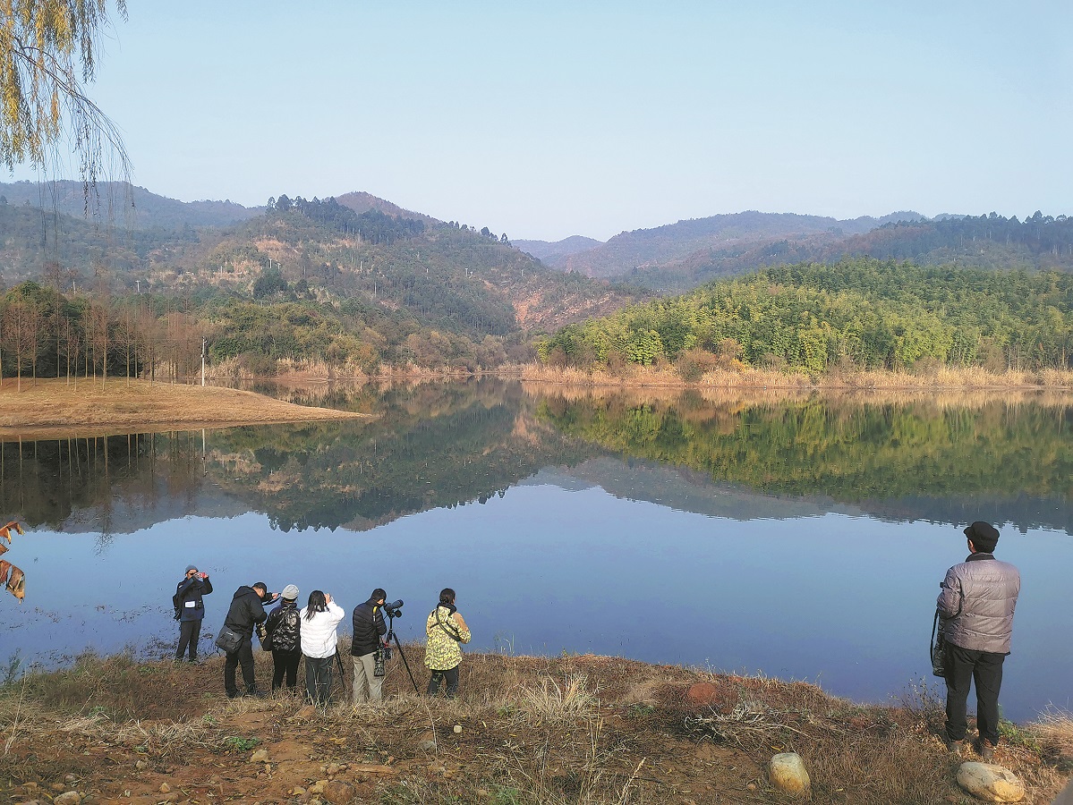 43 critically endangered ducks seen during survey of Sichuan waterbirds