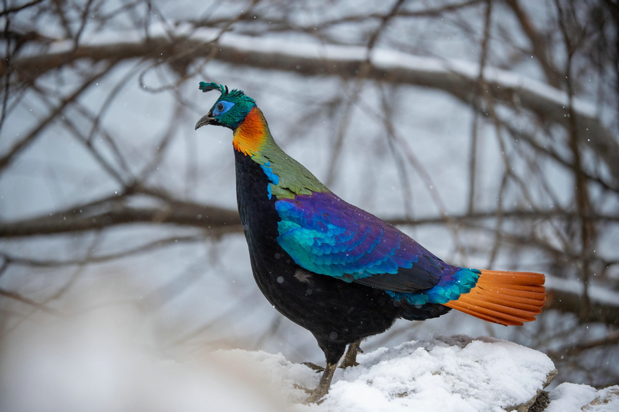 Rare animals seen in China's Xizang - Chinadaily.com.cn