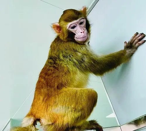 Los investigadores están criando al mono rhesus clonado hasta la edad adulta