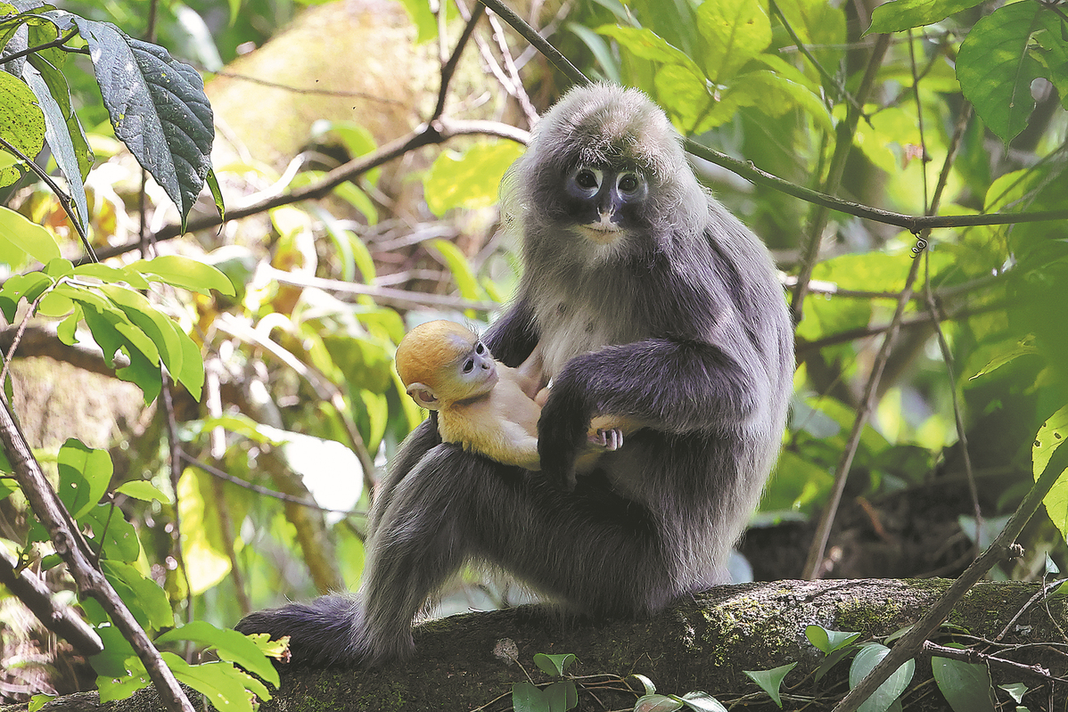 Patrols help boost primate population