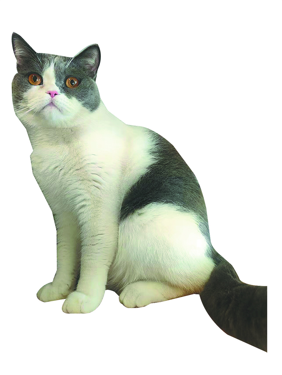 lu spent 2,000 yuan ($278) to board her cat, pictured, over the