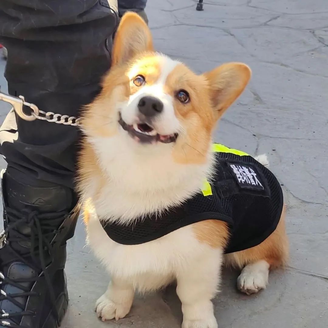 chinasfirstcorgipolicedogdebuts