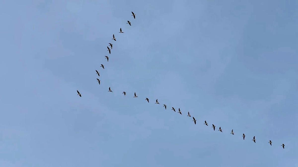 Migratory birds return to ecologically improved Heilongjiang ...