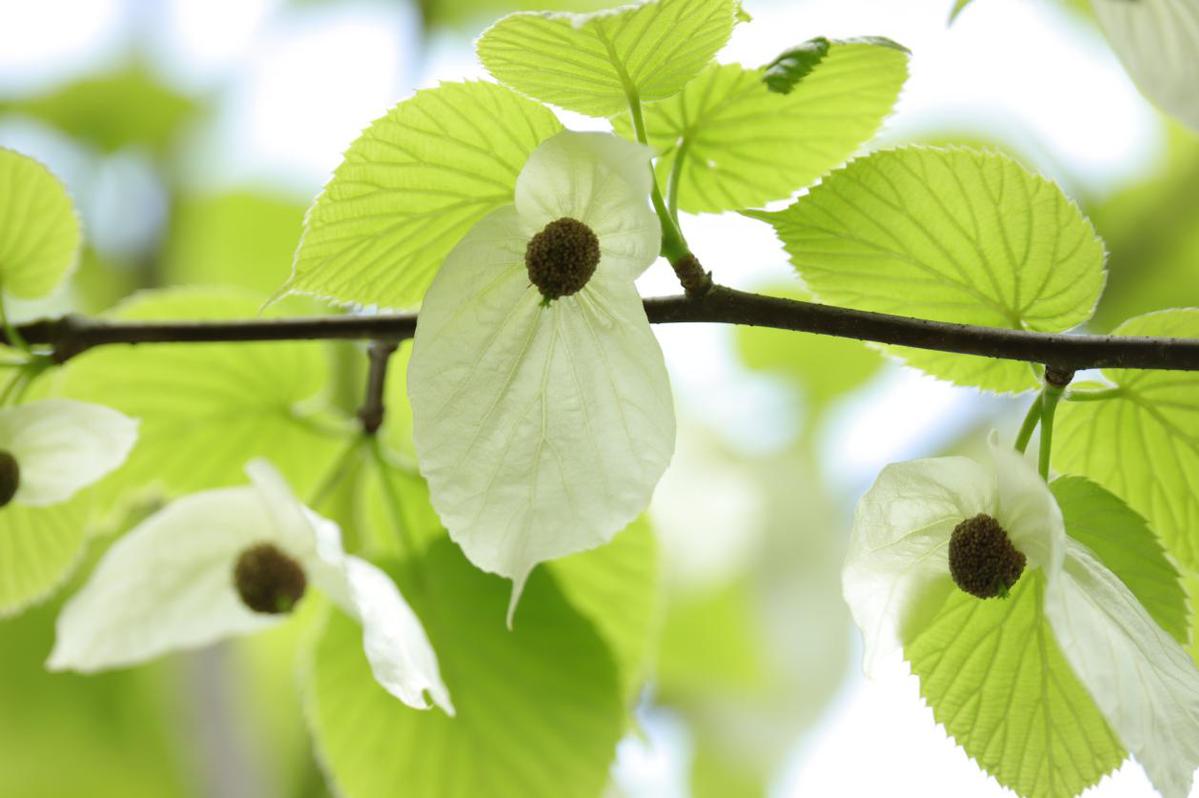 梵净山西麓珙桐群花次第开白鸽摇曳好风光