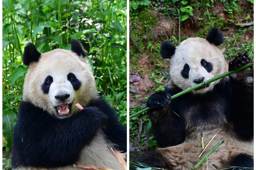 China, US launching new 10-year giant panda conservation partnership ...