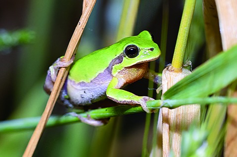 Saving endangered tree frog - Vimarsana News