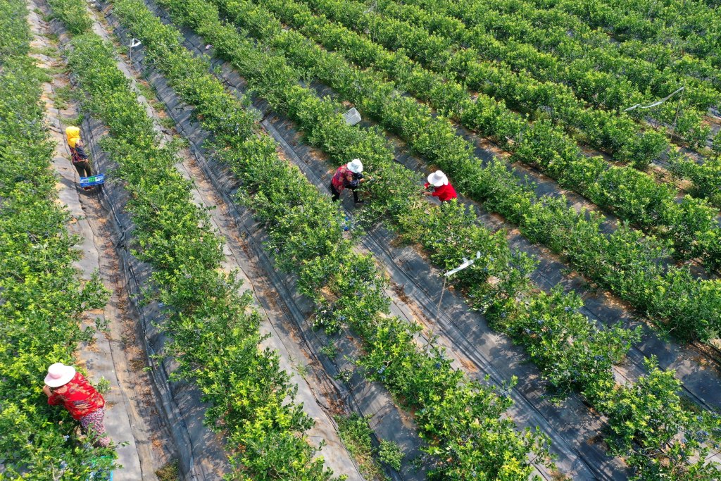 Qingdao: 'Small blueberries' create rural revitalization - Chinadaily ...